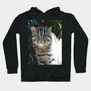 Fishing Cat Hoodie